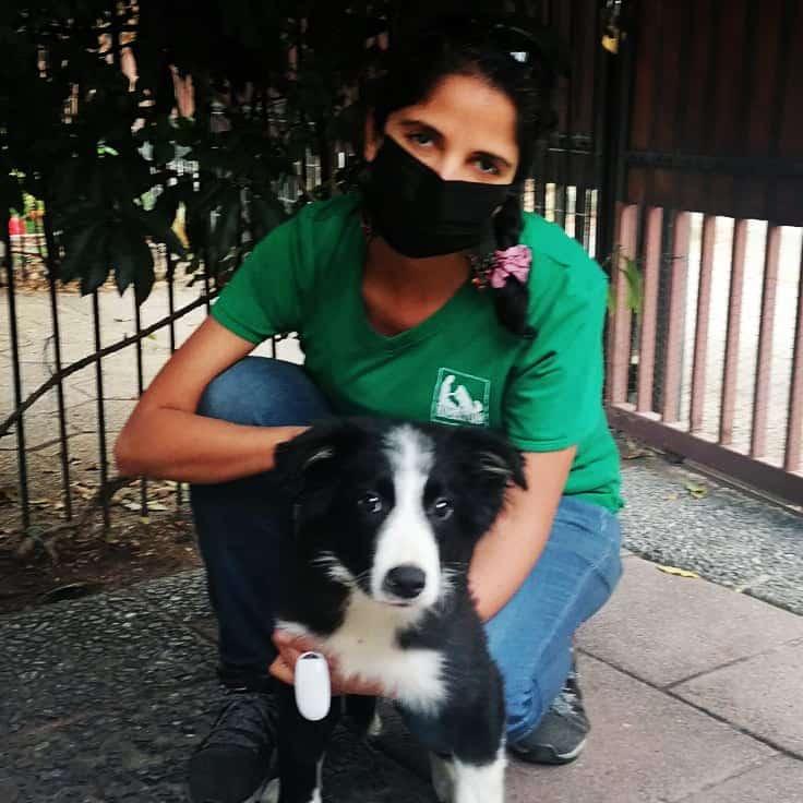 Entrenamiento canino a domicilio