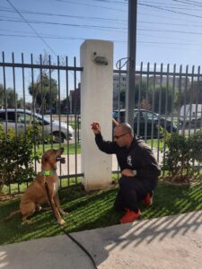 Educación Canina a domicilio