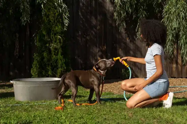 Como-Cuidar-a-tus-Mascotas-de-las-Altas-Temperaturas